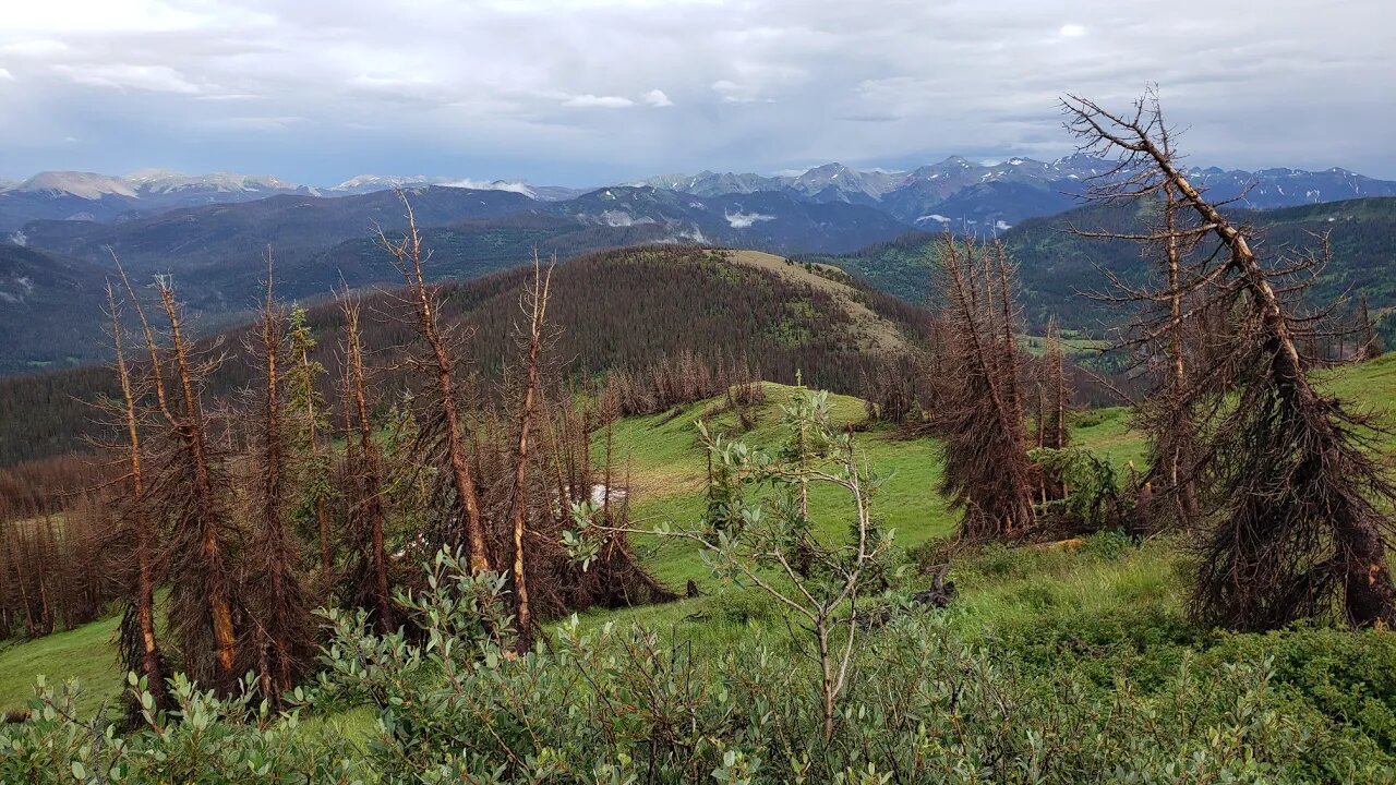 4.3 Million Acres of Dead Trees In Colorado, On Scene, 11,742'