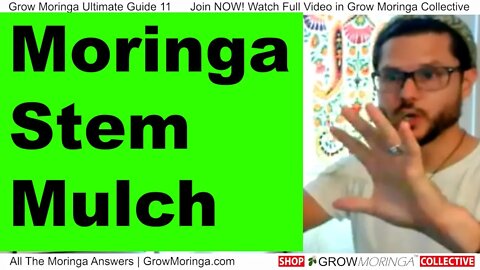 Use Moringa Stems as Mulch a Super Nutrient Make Soil Never Let Moringa Go to Waste Super Nutritious