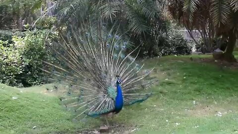 Beautiful Peacock Birds Wild Animals