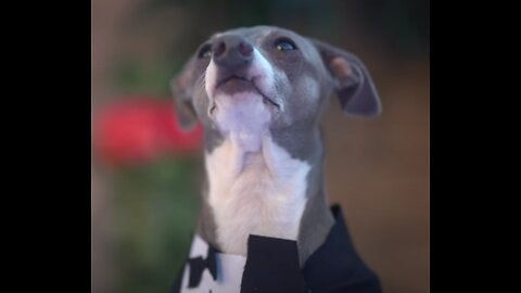 It's a Dog Wedding!