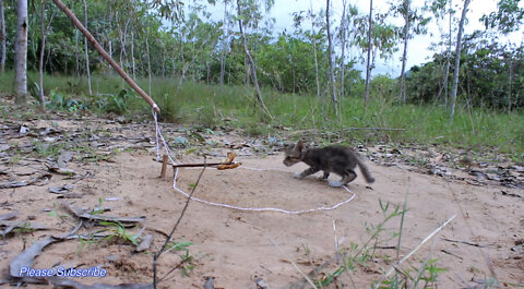 He Made A Best Wild Cat Trap Using Nets - Traditional Method