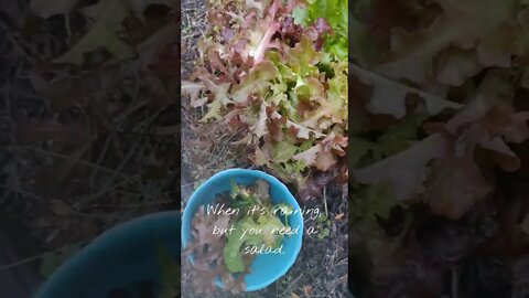 When It's Raining, But You Need a Salad 🥗 #garden #homestead