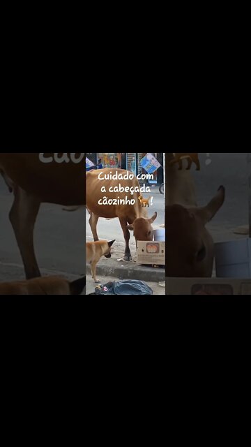 Cuidado com a cabeçada do boi 🐂 cãozinho! #shorts #riodejaneiro