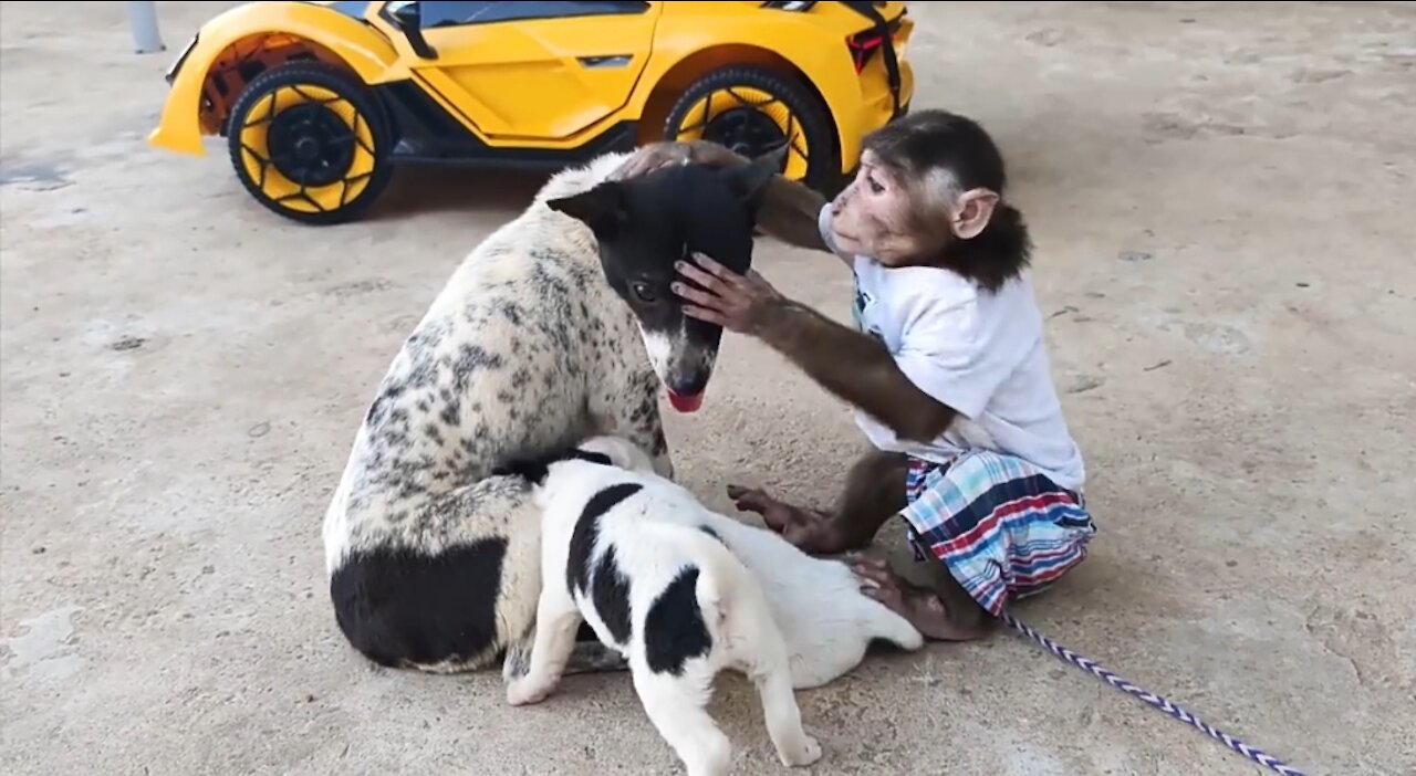 A monkey takes good care of his friends.