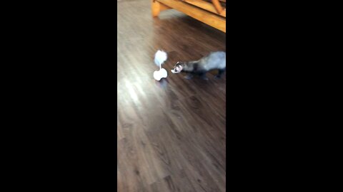 Ferret Playing with Cat Toy