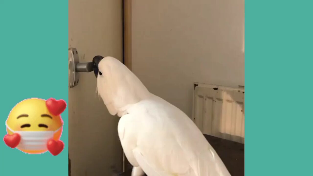 White parrot opening the dorr to flap its wings in the street