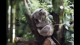 Koala tratto in salvo mostra tutta la sua energia