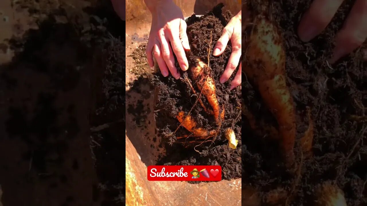 Jenny’s SUPER EXCITED ABOUT Harvesting MORE SWEET POTATOES! 🧑‍🌾🍠❤️ #shorts #viral #trending