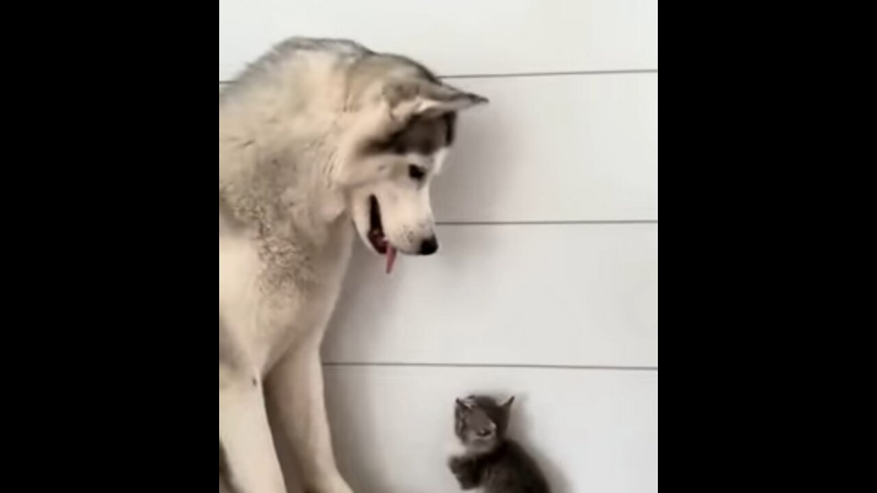 Cute baby & Dog compilation