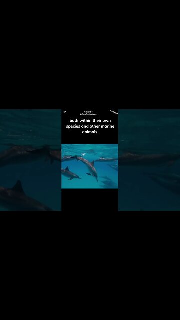 Dolphins are known for their altruistic behavior #dolphin #shorts