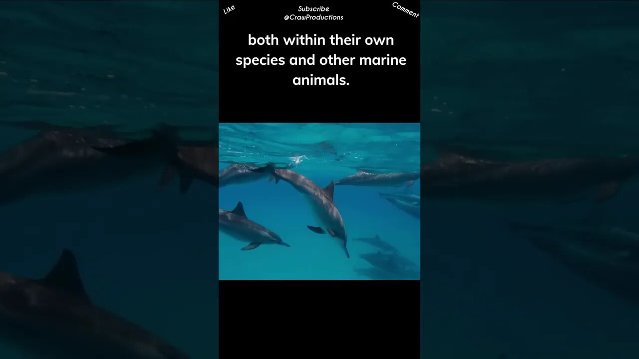 Dolphins are known for their altruistic behavior #dolphin #shorts