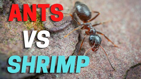 Ants vs Shrimp | Animal Timelapse