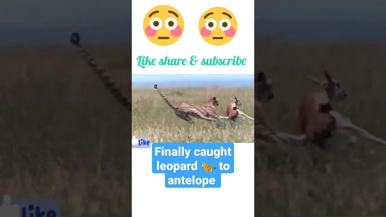 Finally Leopard 🐆 caught to antelope ∆ #shorts #youtubeshorts