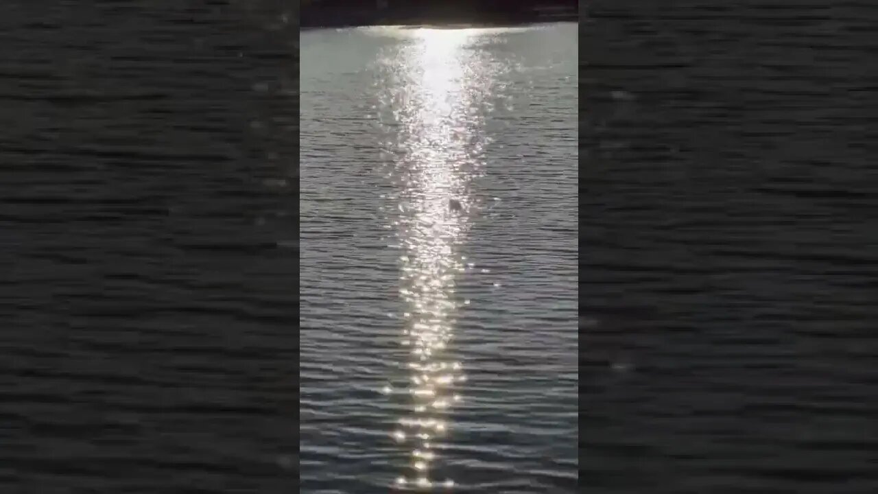 Duck Wade Under the Light Ray in a Lake, Goose Dives at Cottonwood Lake Hellyer County Park. #shorts