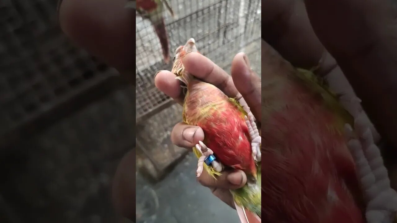 Red factor pineapple conure l #shorts l #pineappleconure l @BikisAviary