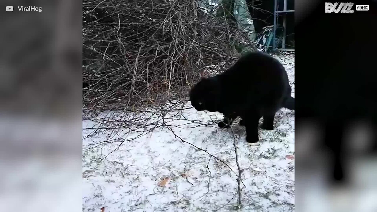 Kissa pelkää kuollakseen lunta!