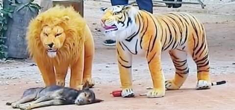 Troll Prank dog Fake Lion and Fake Tiger prank to dog