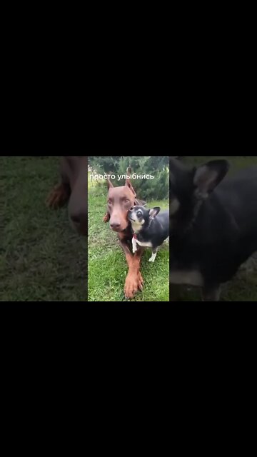 Our cute animals #shorts