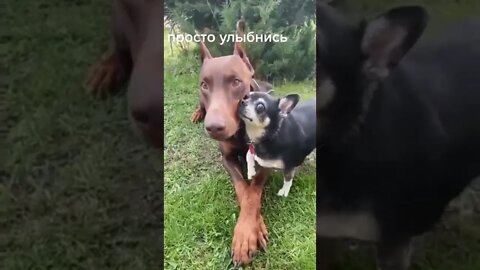 Our cute animals #shorts