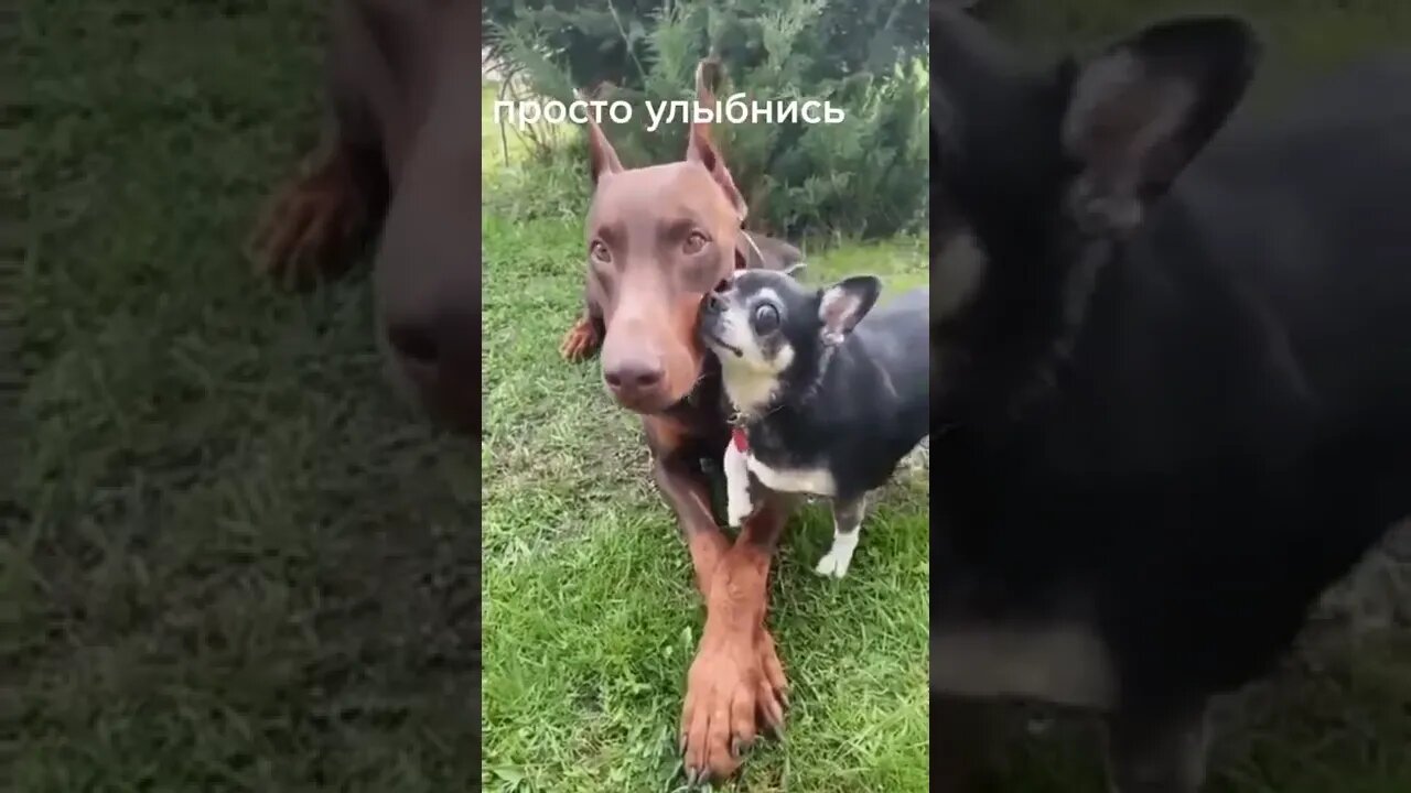 Our cute animals #shorts