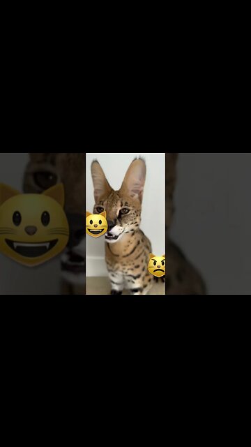 Gatinho miau !!! #cat #gato #gatos