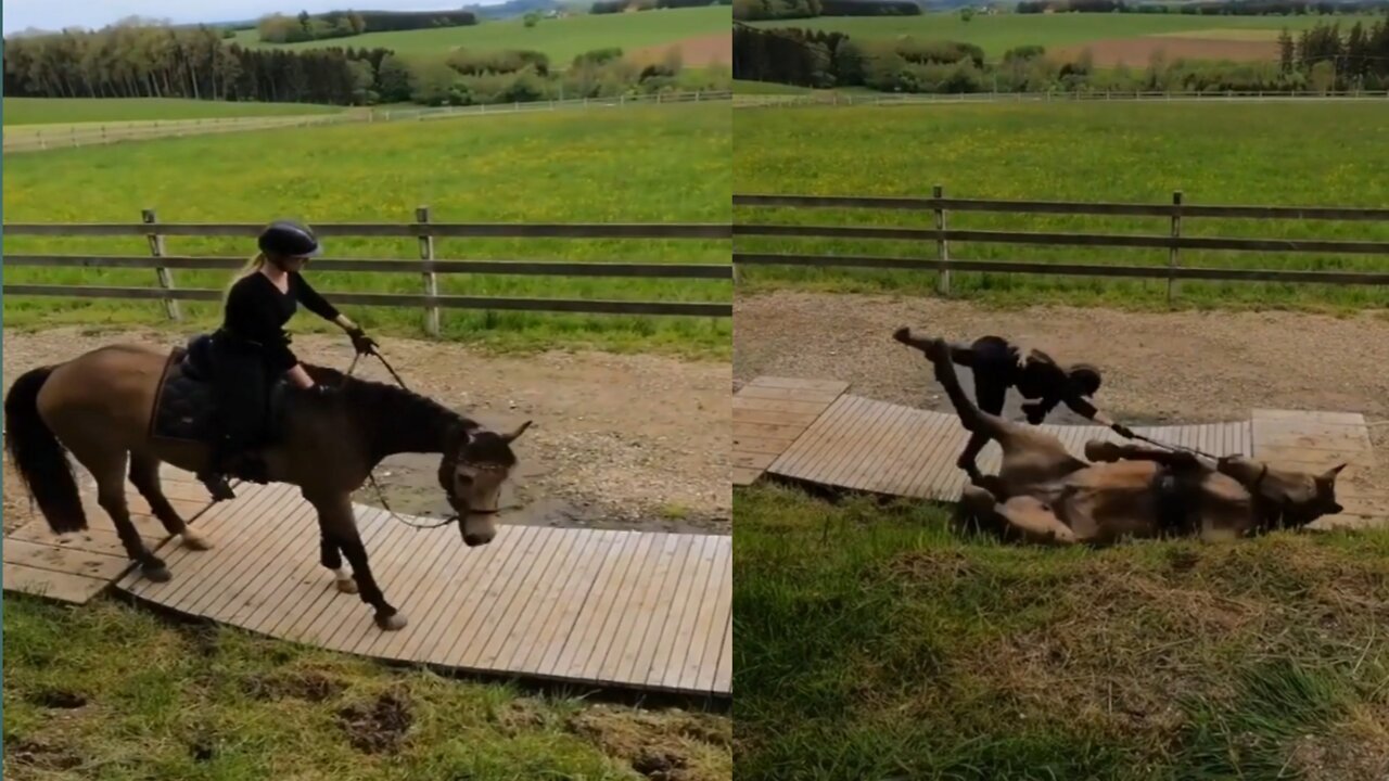 Jone cena style..very funny horse