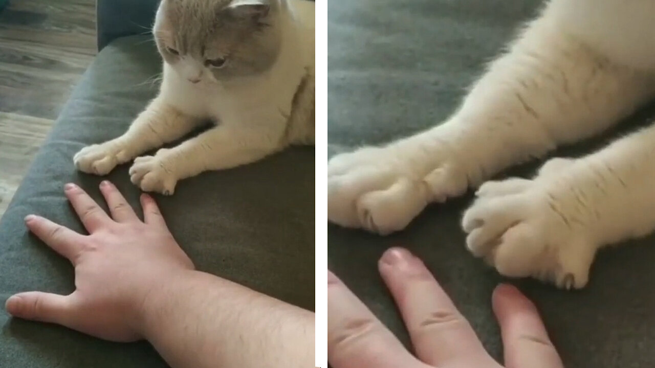 Cute Cat looks at the Owner and Try to Copy them