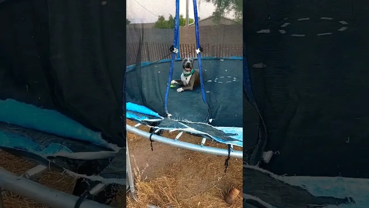 trampoline time #einsteinsbackyard #pitbulls #pitties #dog #shortsvideo #shorts #short #arizona