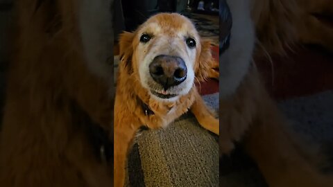 mr. pills during a thunderstorm #best #dog #life #goldenretriever