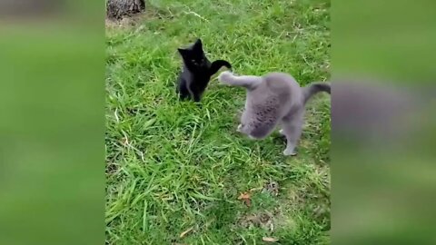 Funny % animal % videos % % Funny % cats dogs Funny animals 247