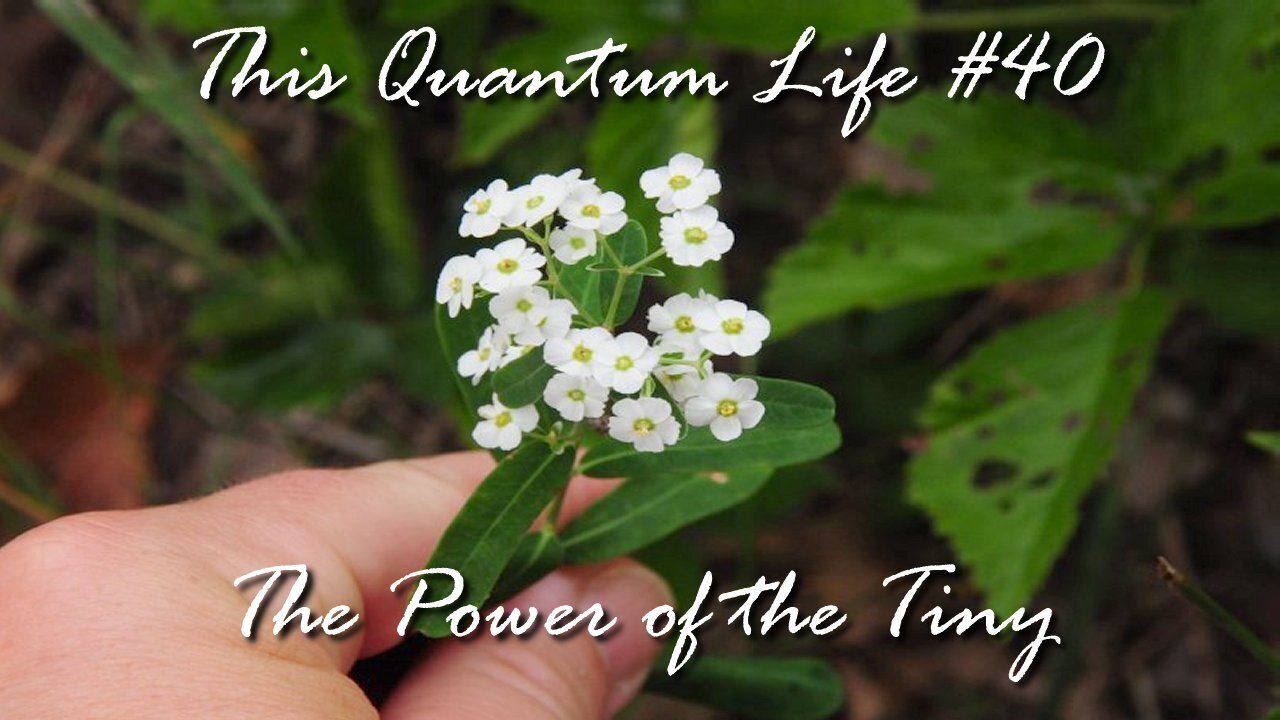 This Quantum Life #40 - The Power of the Tiny