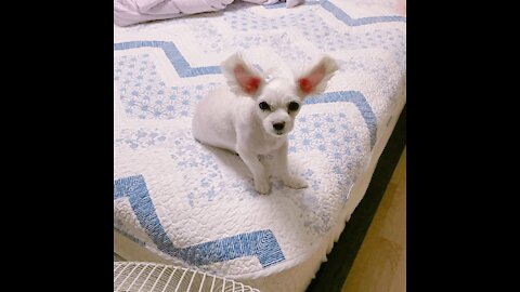 puppy and Electric fan wind