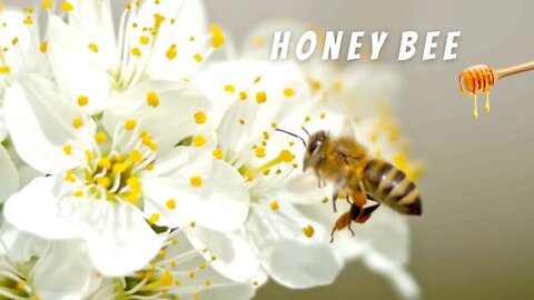 EPIC Slo Mo Honey Bee White Blossom 🐝🌼 #shorts #nature #short