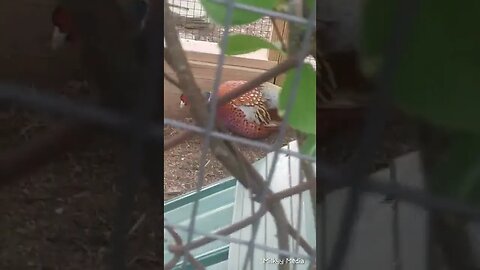 Pheasants at Small Zoo game farm