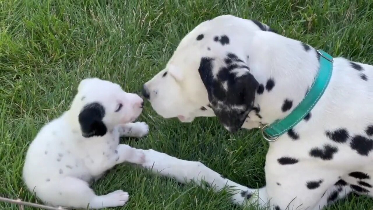 Dalmatian dad adorably plays with his son