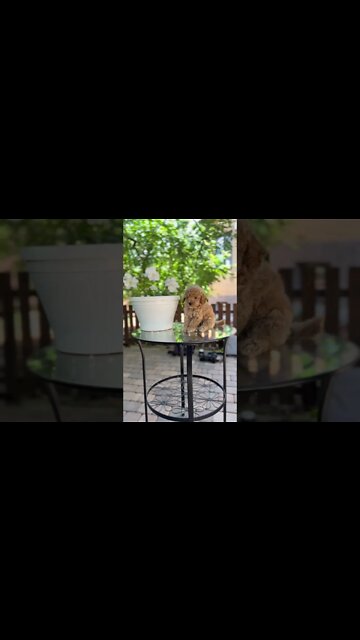 Dog🐶ANIMAIS ENGRAÇADOS #01 - Bichinhos fofos fazendo coisas engraçadas #memes