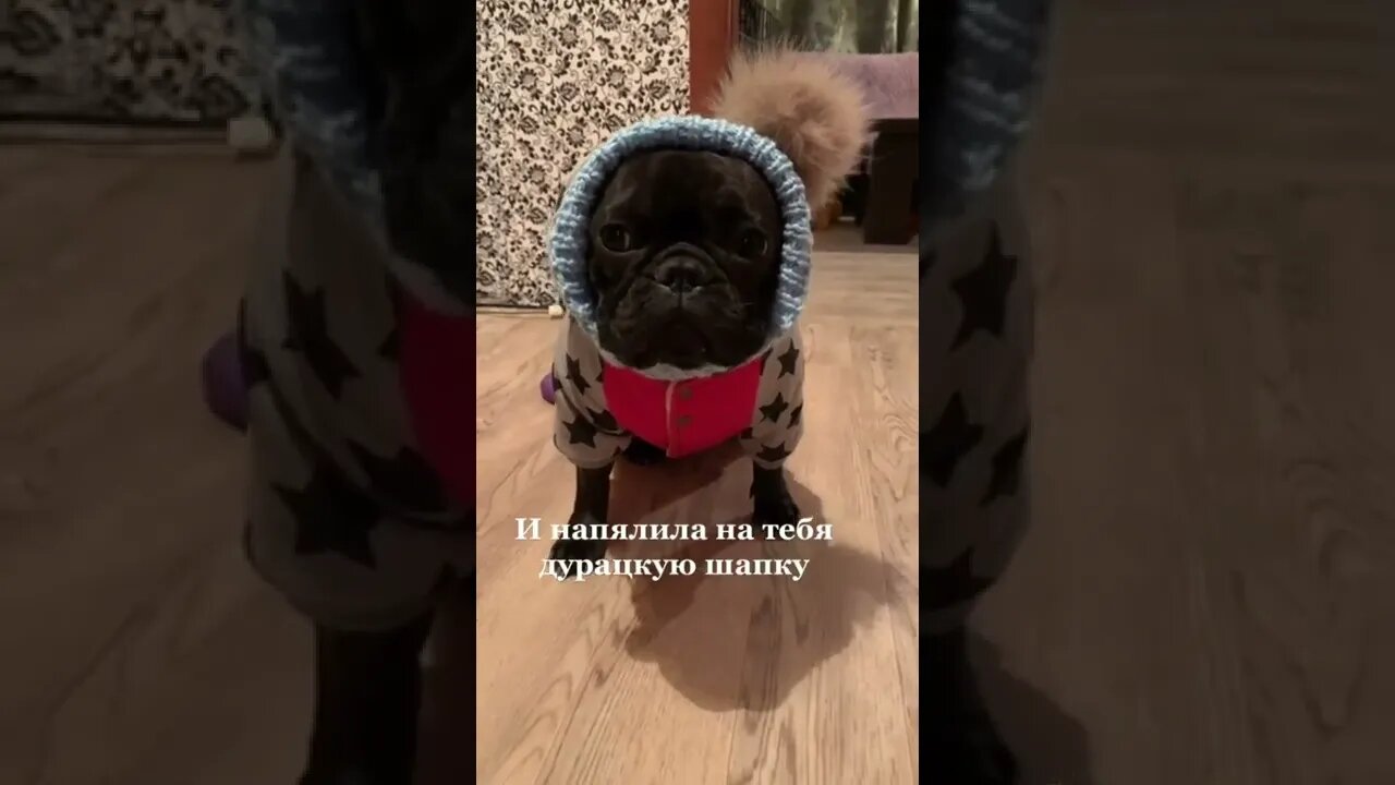 #shorts Смешные Собаки Из Тик Тока 240 Funny Dogs From Tiktok