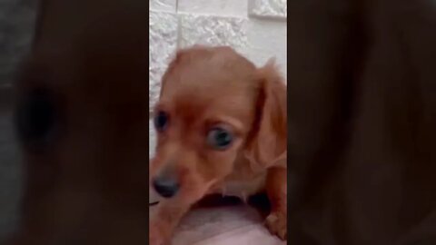 Funniest Cat and Dog Videos Compilation