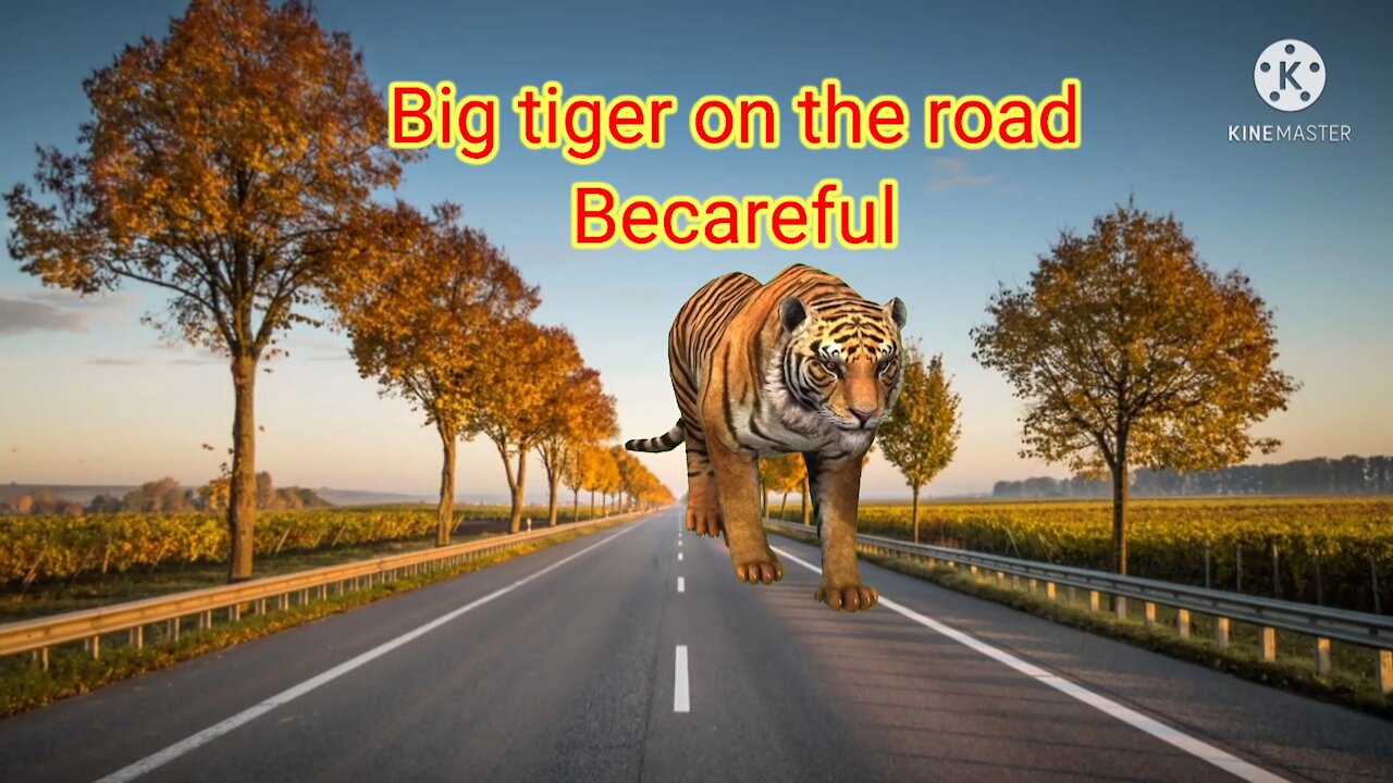 Tiger on the road