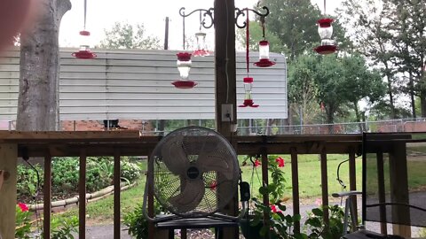 One hour of hummingbirds and old folks talking on the front porch