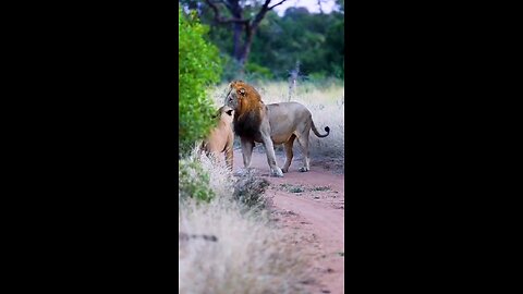 Lion #Loves###
