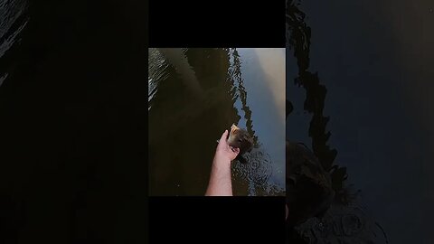 The Bobby Garland grub catches a smallmouth buffalo carp!