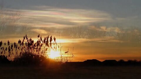 Birds Singing in Russian Nature Soundscapes for Relaxation and Sleep