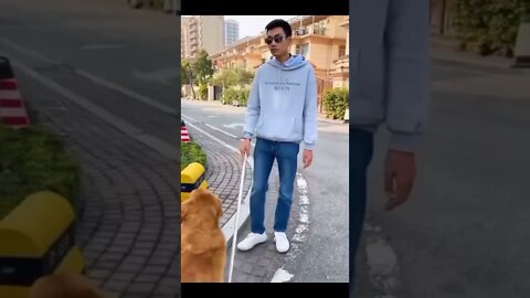 Cachorro Salva Homem cego de acidente 😱🐶🦮🙈 #shorts