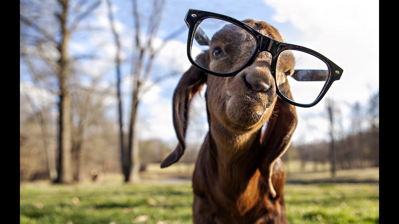 Funniest Animals 🐧 - Best Of The 2021 Funny Animal Videos 😁 - Cutest Animals Ever