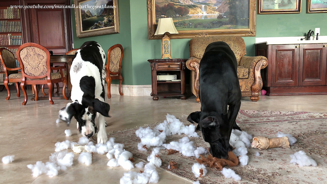 Great Danes Have Squeakectomy Fun In Toy Stuffing Snow