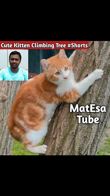 Cute Kitten Climbing Tree #Shorts