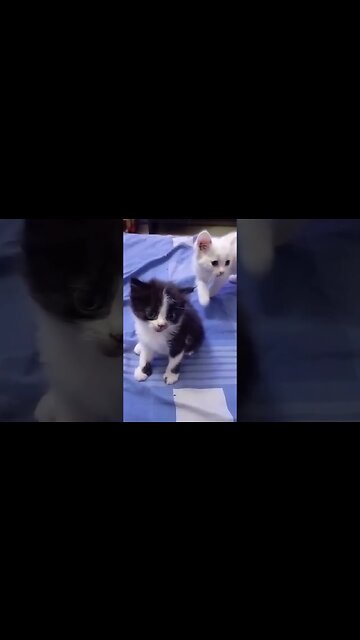 My cute Cats #persian #persianstyle #cutecats #cat #kitten #catlover #kittensounds #cuteanimals