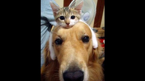 Funniest Dogs And Cats Videos - Best Funny Animal Videos 2022