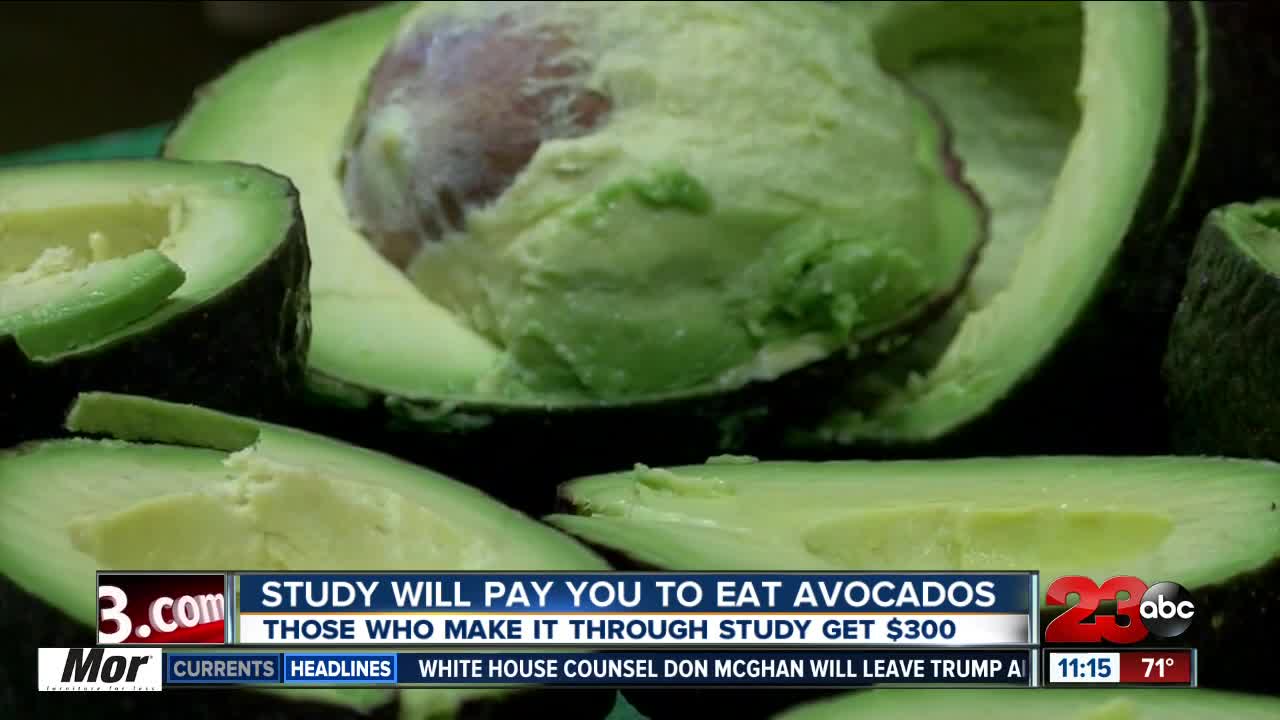 You could be paid to eat avocados